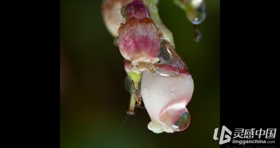 花卉昆虫微距特写镜头摄影布光教程 Shooting Macros and Close-Ups  灵感中国网 www.lingganchina.com