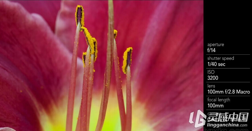 花卉昆虫微距特写镜头摄影布光教程 Shooting Macros and Close-Ups  灵感中国网 www.lingganchina.com