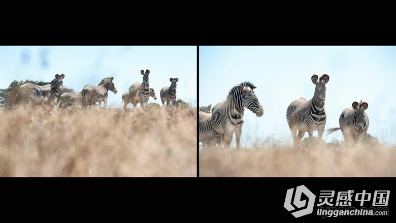 摄野生动物摄影视频教程  灵感中国网 www.lingganchina.com