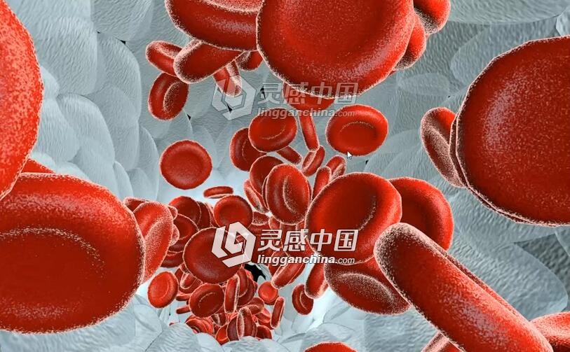 C4D模型 血细胞流动 Blood cells flow  灵感中国网 www.lingganchina.com