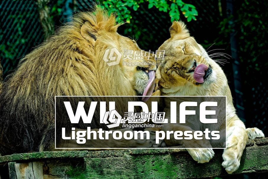 野生动物摄影后期Lightroom预设 Wildlife Lightroom Presets  灵感中国网 www.lingganchina.com