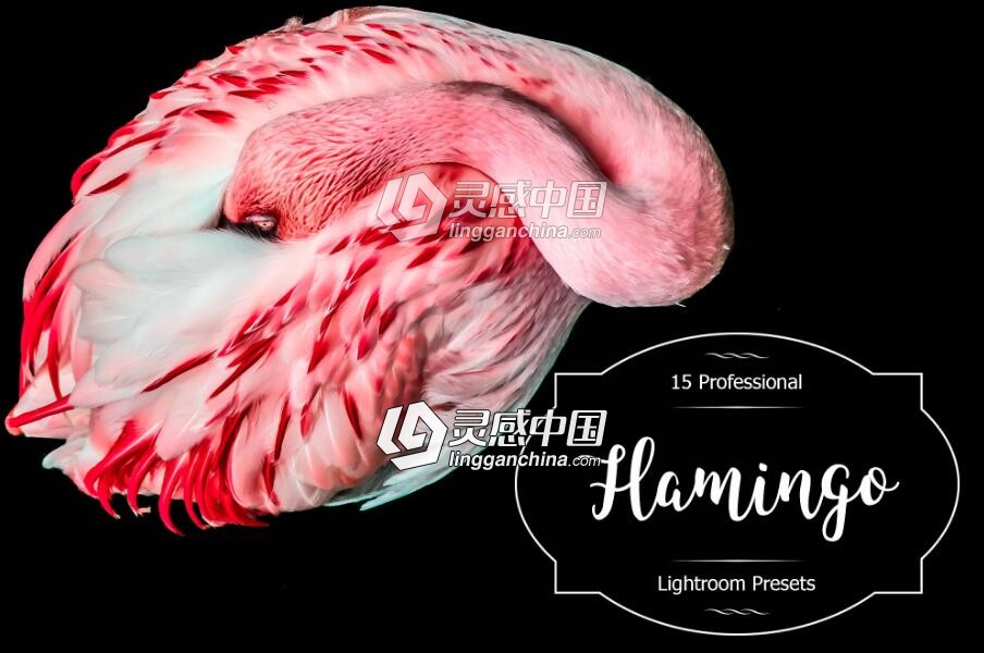 野生动物摄影后期Lightroom预设 Flamingo Lr Presets  灵感中国网 www.lingganchina.com