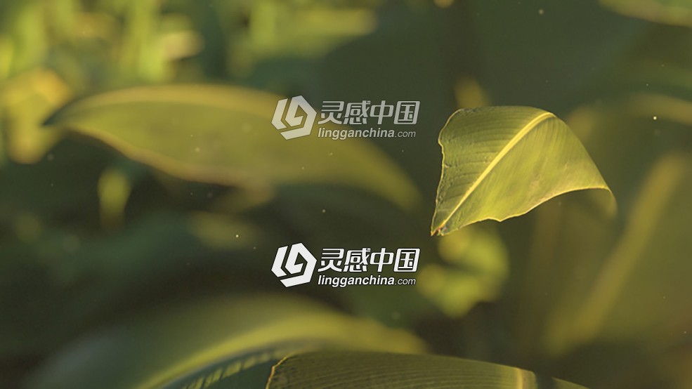 植物树叶C4D Octane渲染合成教程 Texturing and Rendering a Plant Scene Tutorial  灵感中国网 www.lingganchina.com