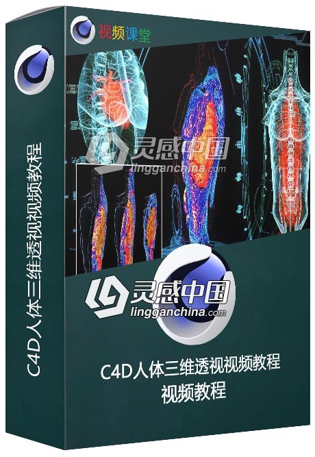 C4D人体三维透视视频教程  灵感中国网 www.lingganchina.com