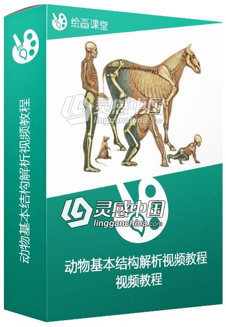 动物基本结构解析视频教程 Uartsy Animal Anatomy  灵感中国网 www.lingganchina.com