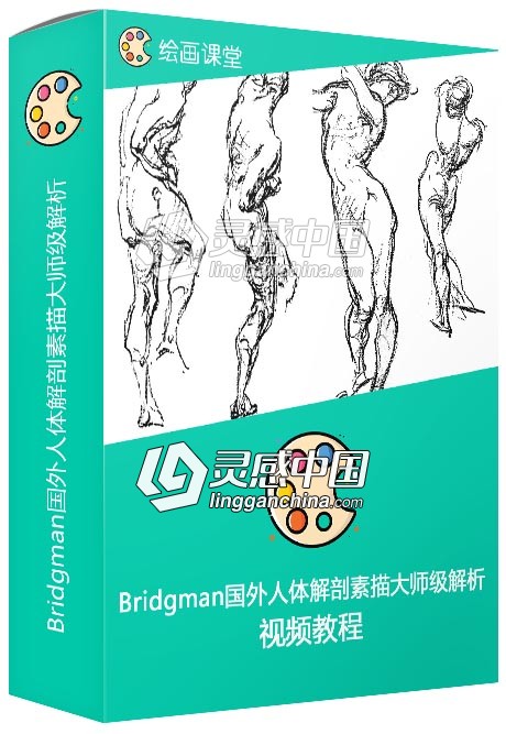 Bridgman国外人体解剖素描大师级解析视频教程  灵感中国网 www.lingganchina.com