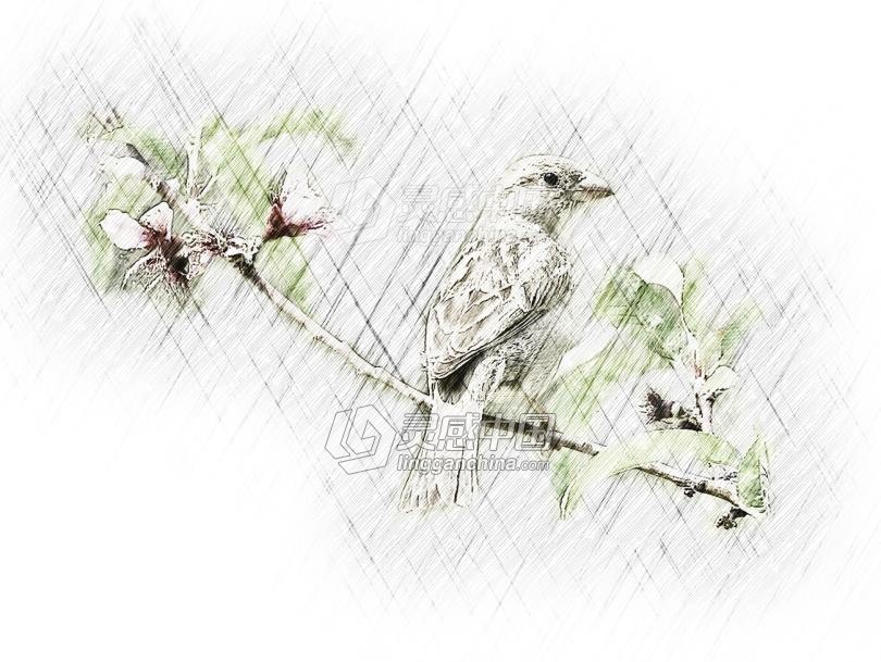 专业铅笔素描艺术PS动作 Pro Sketch Photoshop Action 2 附视频教程  灵感中国网 www.lingganchina.com