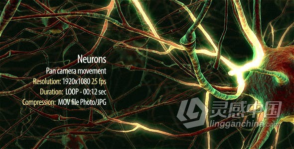 神经元网络树突大脑思维生物医学教育解释性视频素材 videohive Neurons  灵感中国网 www.lingganchina.com