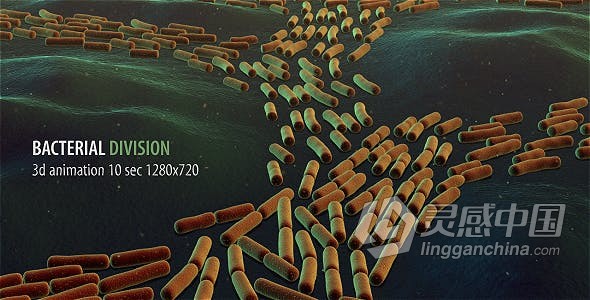 细菌分裂动画生物学医疗医学分子结构病毒研究元素视频素材 Bacterial Division  灵感中国网 www.lingganchina.com