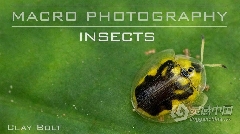 Craftsy宏观摄影：精通昆虫微距摄影完整指南教程 中文字幕 Macro Photography Insects with Clay Bolt  灵感中国网 www.lingganchina.com