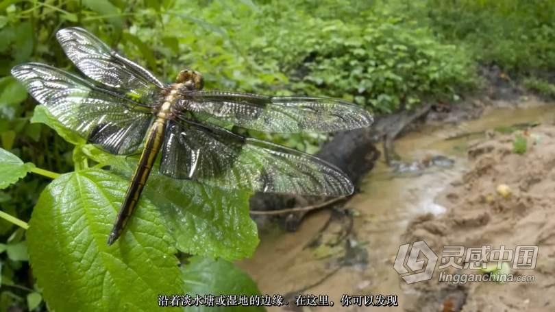 Craftsy宏观摄影：精通昆虫微距摄影完整指南教程 中文字幕 Macro Photography Insects with Clay Bolt  灵感中国网 www.lingganchina.com