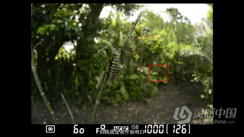 Craftsy宏观摄影：精通昆虫微距摄影完整指南教程 中文字幕 Macro Photography Insects with Clay Bolt  灵感中国网 www.lingganchina.com