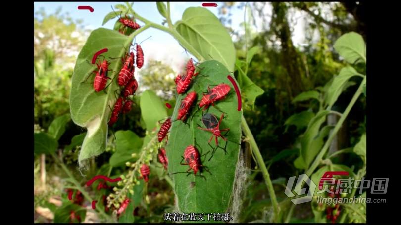 Craftsy宏观摄影：精通昆虫微距摄影完整指南教程 中文字幕 Macro Photography Insects with Clay Bolt  灵感中国网 www.lingganchina.com