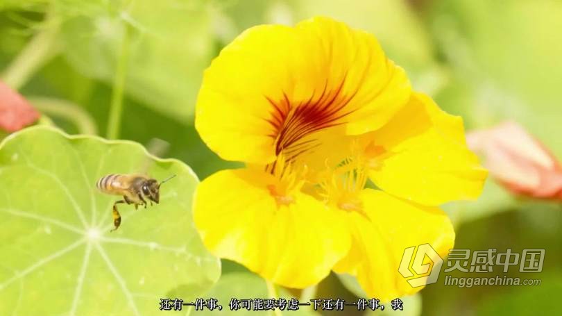 Craftsy宏观摄影：精通昆虫微距摄影完整指南教程 中文字幕 Macro Photography Insects with Clay Bolt  灵感中国网 www.lingganchina.com