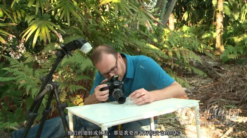 Craftsy宏观摄影：精通昆虫微距摄影完整指南教程 中文字幕 Macro Photography Insects with Clay Bolt  灵感中国网 www.lingganchina.com