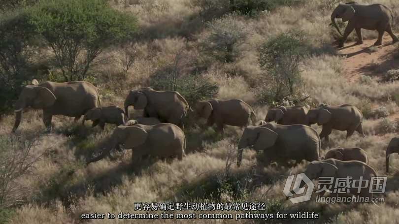 Chase Teron的终极野生动物纪实摄影及后期套装教程附RAW素材-中英字幕  灵感中国网 www.lingganchina.com