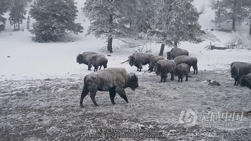 摄影大师大卫·雅罗(David Yarrow)野生动物纪实黑白摄影教程-中英字幕  灵感中国网 www.lingganchina.com