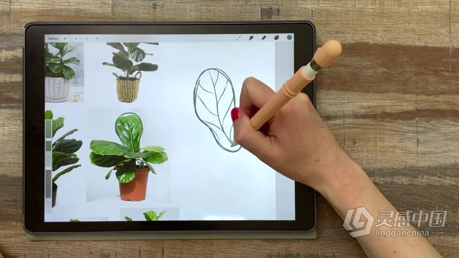 绘画教程 Procreate再iPad中创建平面自然植物插图教程  灵感中国网 www.lingganchina.com