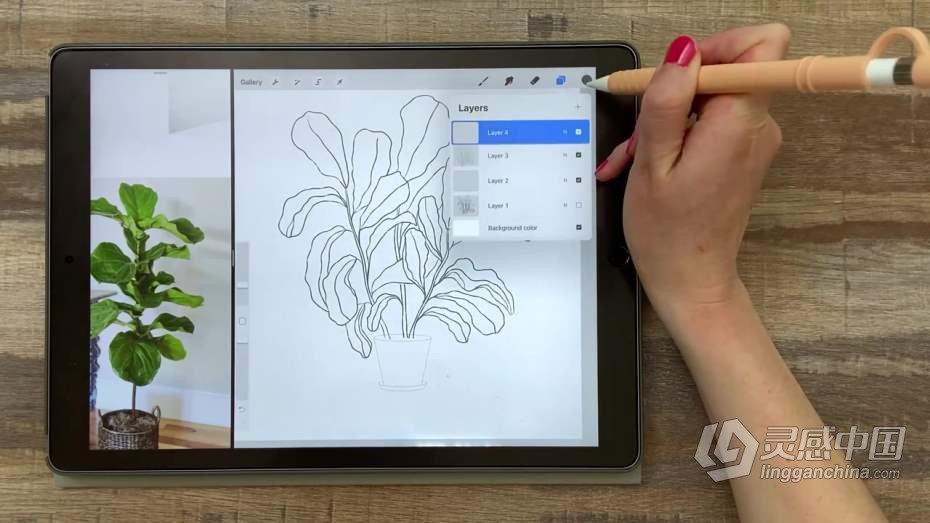 绘画教程 Procreate再iPad中创建平面自然植物插图教程  灵感中国网 www.lingganchina.com