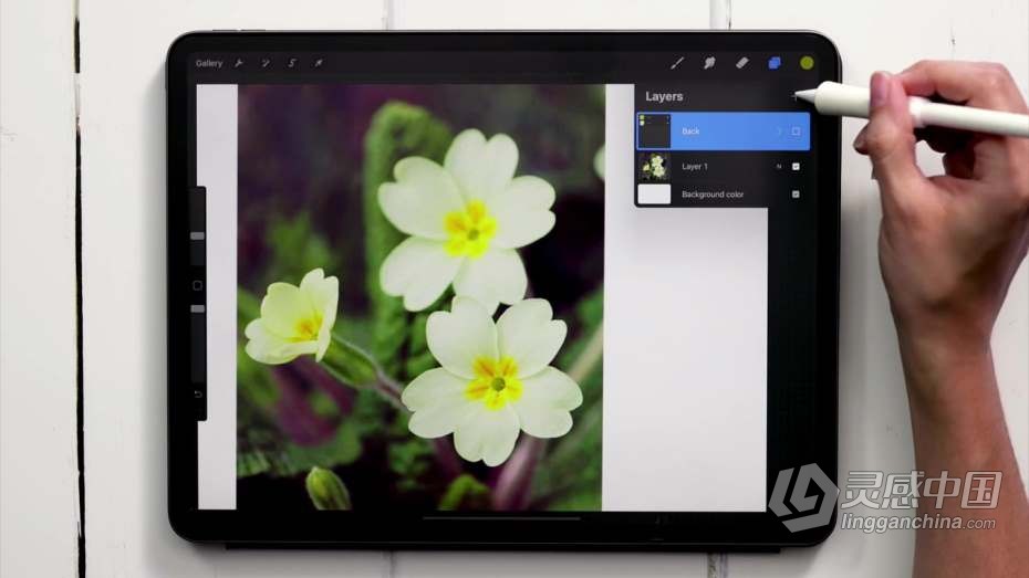 绘画教程 Procreate绘画平面风格水粉植物数字水粉画教程  灵感中国网 www.lingganchina.com