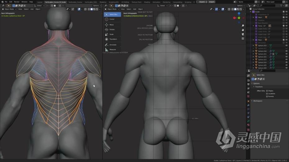 Blender教程 Blender男性人体解剖形态全身造型雕刻技术教程  灵感中国网 www.lingganchina.com