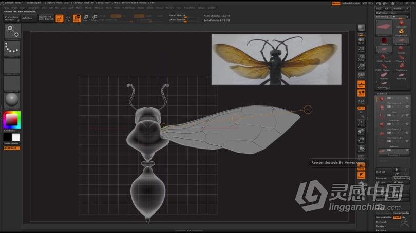 Zbrush教程 Zbrush超写实昆虫设计完整制作流程视频教程  灵感中国网 www.lingganchina.com