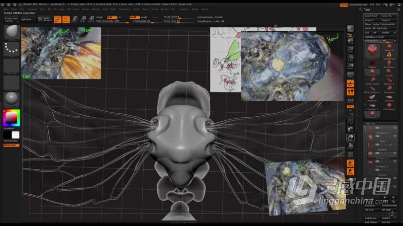 Zbrush教程 Zbrush超写实昆虫设计完整制作流程视频教程  灵感中国网 www.lingganchina.com