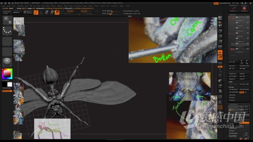 Zbrush教程 Zbrush超写实昆虫设计完整制作流程视频教程  灵感中国网 www.lingganchina.com