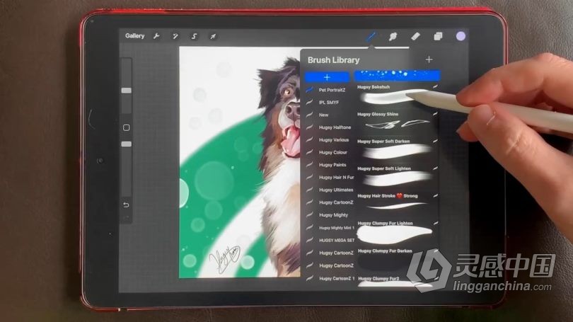 绘画教程 Procreate宠物逼真写实可爱肖像数字绘画视频教程  灵感中国网 www.lingganchina.com