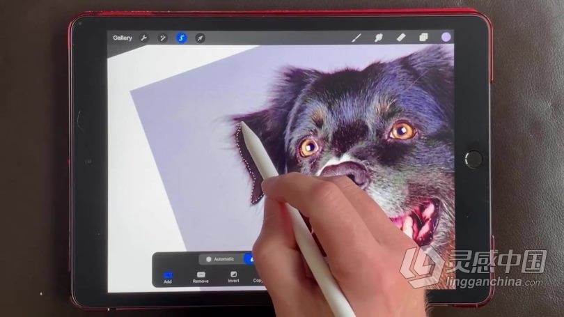 绘画教程 Procreate宠物逼真写实可爱肖像数字绘画视频教程  灵感中国网 www.lingganchina.com