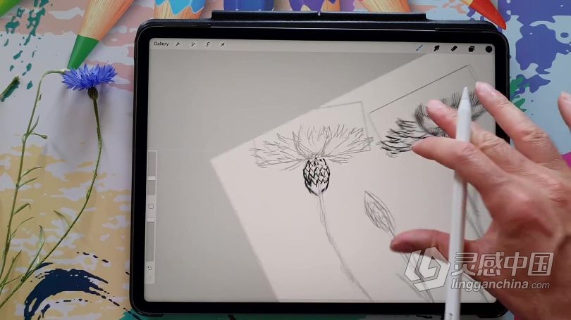 绘画教程 Procreate绘制可爱矢车菊素描涂鸦插画数字绘画视频教程  灵感中国网 www.lingganchina.com