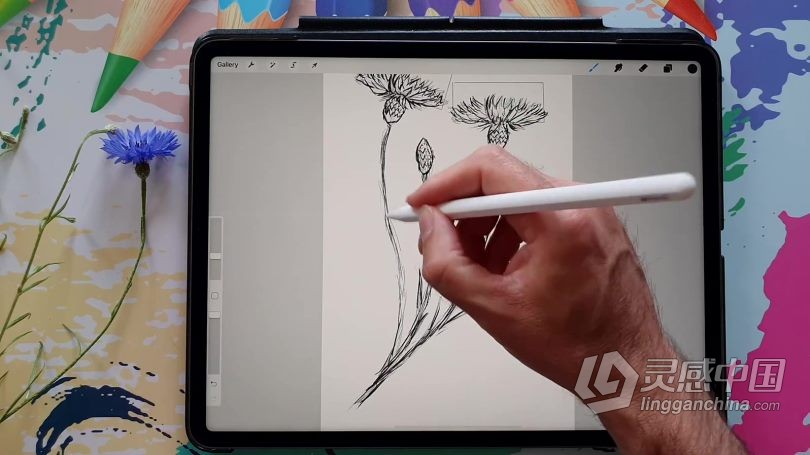 绘画教程 Procreate绘制可爱矢车菊素描涂鸦插画数字绘画视频教程  灵感中国网 www.lingganchina.com