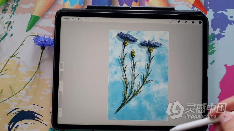 绘画教程 Procreate绘制可爱矢车菊素描涂鸦插画数字绘画视频教程  灵感中国网 www.lingganchina.com