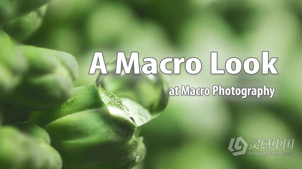 宏观摄影微距摄影-Blake Rudis - A Macro Look at Macro Photography中英字幕  灵感中国网 www.lingganchina.com