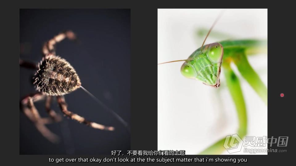 宏观摄影微距摄影-Blake Rudis - A Macro Look at Macro Photography中英字幕  灵感中国网 www.lingganchina.com