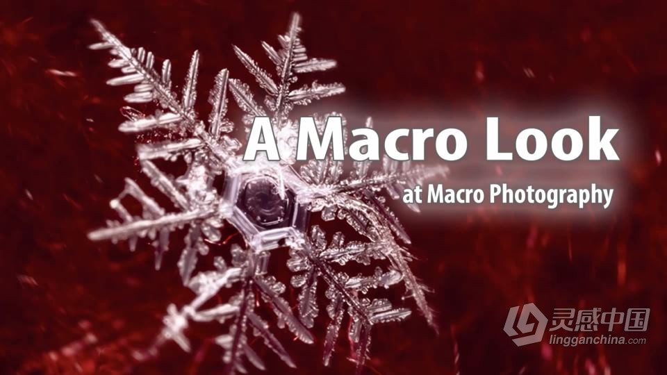 宏观摄影微距摄影-Blake Rudis - A Macro Look at Macro Photography中英字幕  灵感中国网 www.lingganchina.com