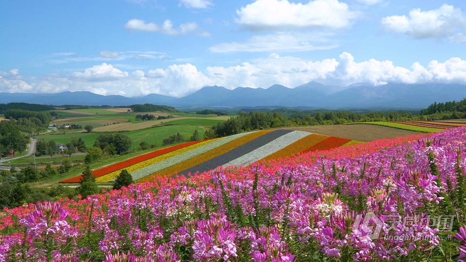 北海道四季彩之丘唯美花海实拍视频素材  灵感中国网 www.lingganchina.com