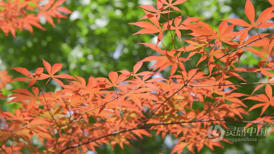 实拍视频素材-实拍夏天阳光下的枫树植物树叶特写视频素材  灵感中国网 www.lingganchina.com