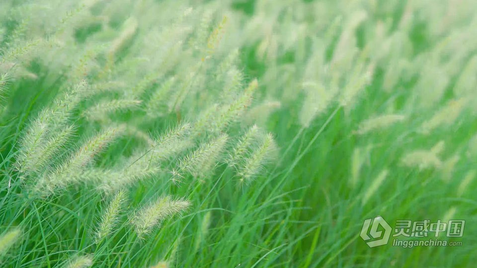 实拍视频素材-实拍唯美小清新随风飘动自然狗尾草视频素材  灵感中国网 www.lingganchina.com