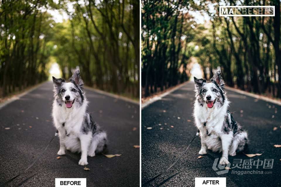 宠物狗摄影后期调色LR预设 10 DOG – Mobile &amp; Desktop Lightroom Presets  灵感中国网 www.lingganchina.com