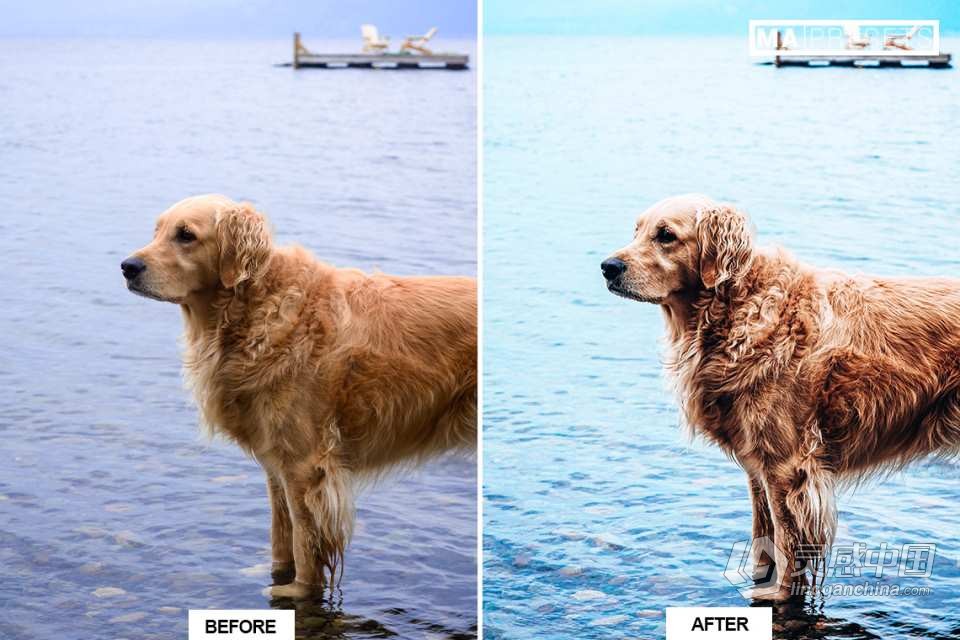 宠物狗摄影后期调色LR预设 10 DOG – Mobile &amp; Desktop Lightroom Presets  灵感中国网 www.lingganchina.com