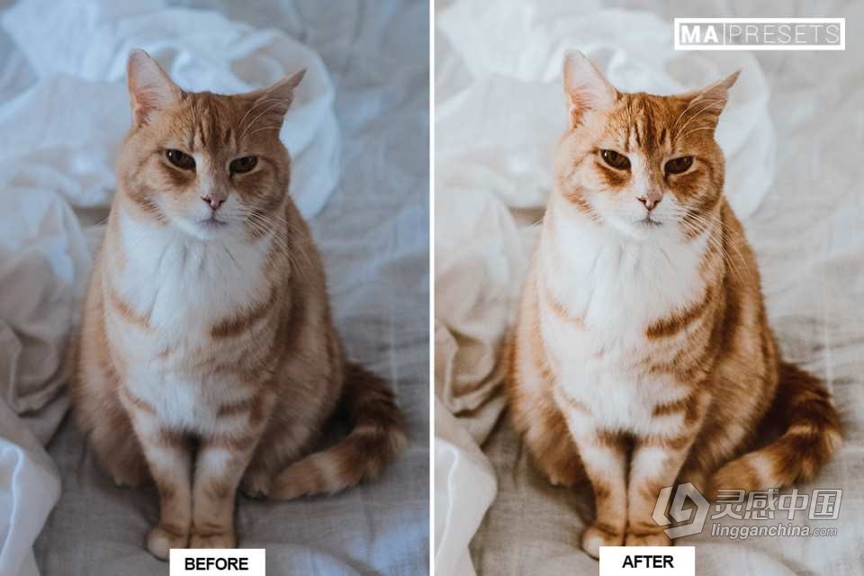 猫咪宠物摄影调色LR预设 CAT – Mobile &amp; Desktop Lightroom Presets  灵感中国网 www.lingganchina.com