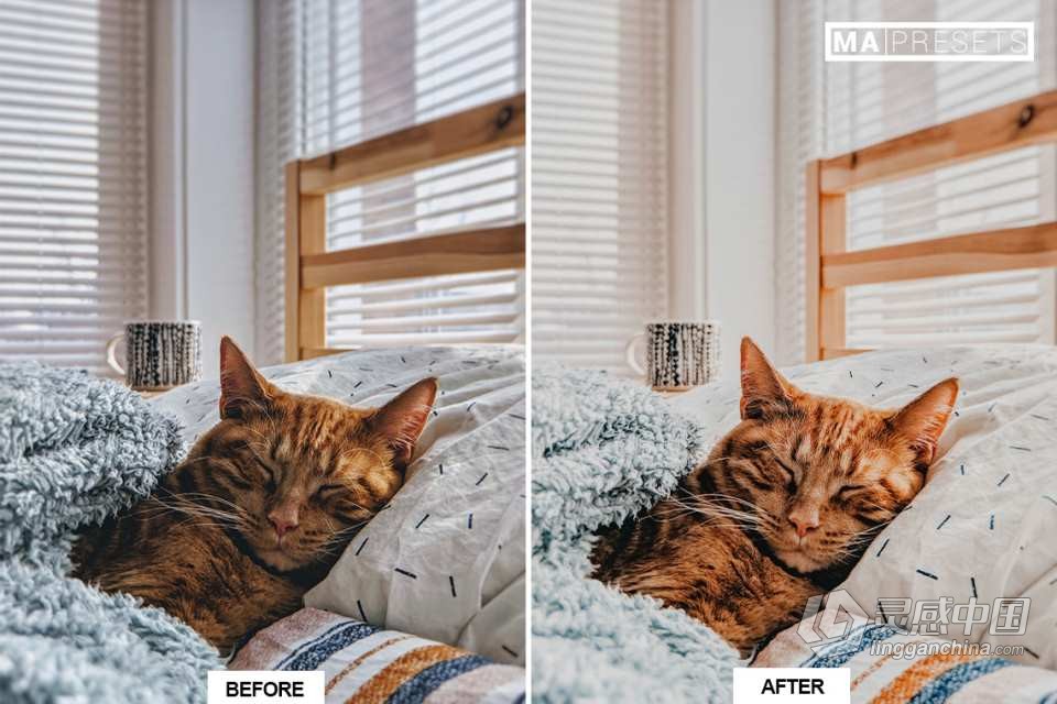 猫咪宠物摄影调色LR预设 CAT – Mobile &amp; Desktop Lightroom Presets  灵感中国网 www.lingganchina.com
