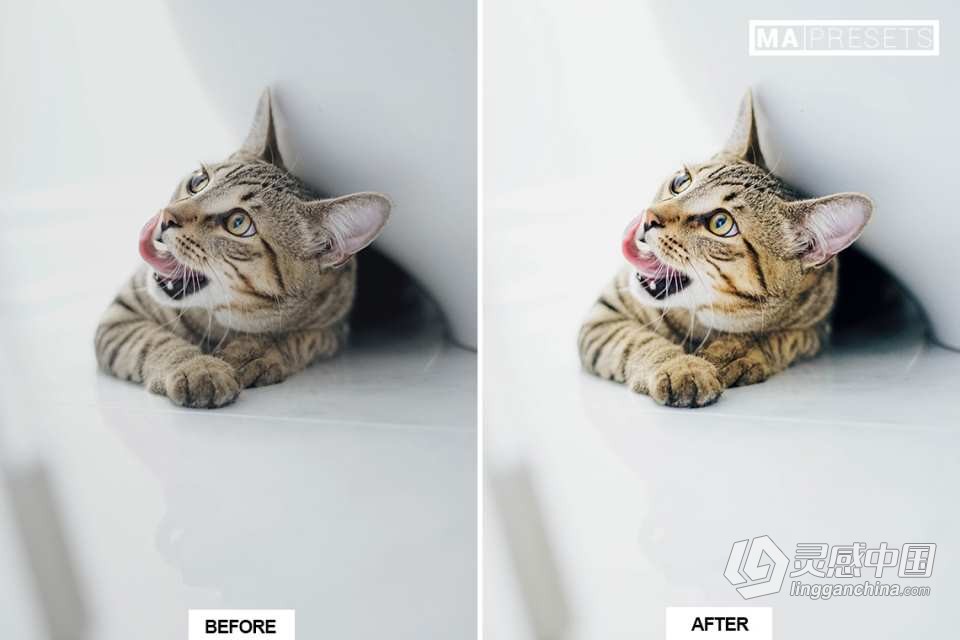 猫咪宠物摄影调色LR预设 CAT – Mobile &amp; Desktop Lightroom Presets  灵感中国网 www.lingganchina.com