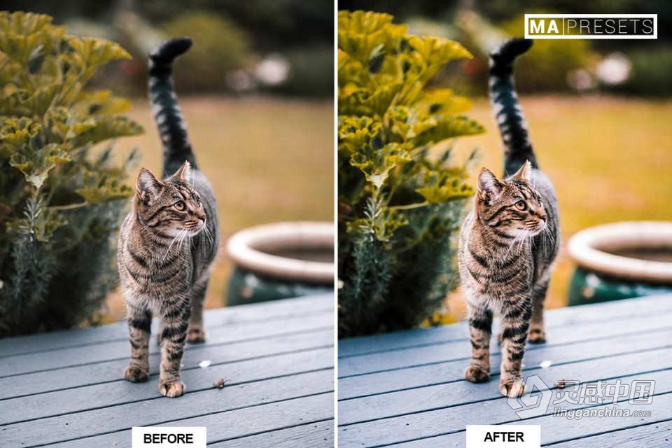 猫咪宠物摄影调色LR预设 CAT – Mobile &amp; Desktop Lightroom Presets  灵感中国网 www.lingganchina.com