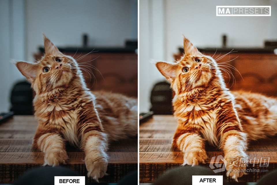 猫咪宠物摄影调色LR预设 CAT – Mobile &amp; Desktop Lightroom Presets  灵感中国网 www.lingganchina.com