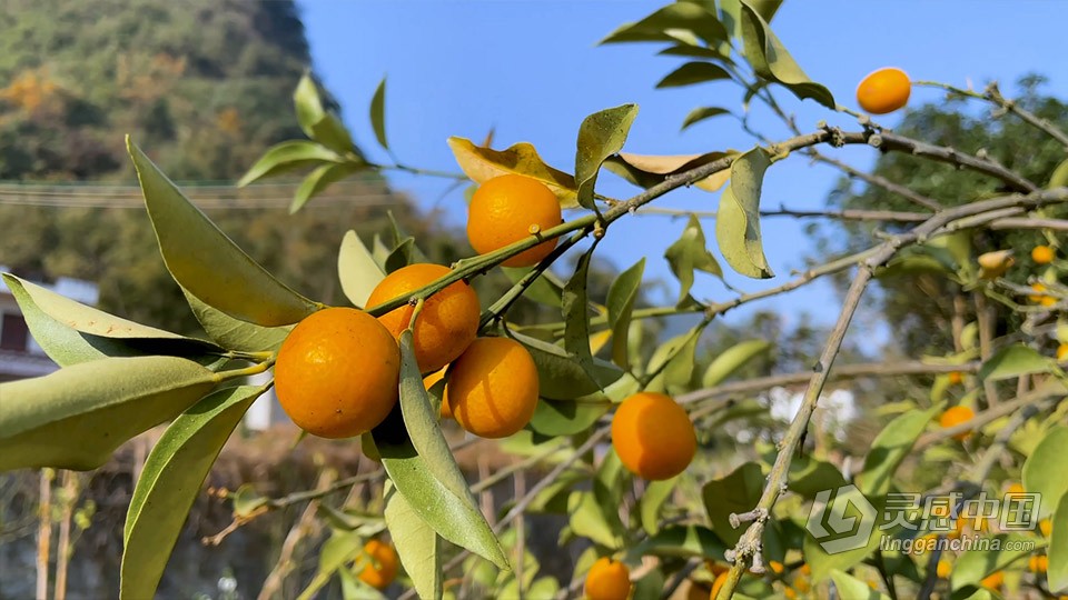 实拍视频素材-南方春天果园脆皮金桔果树植物实拍视频素材  灵感中国网 www.lingganchina.com