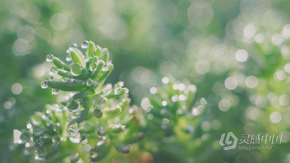 实拍视频素材-初春阳光下虚实光斑植物上的水滴实拍视频素材  灵感中国网 www.lingganchina.com