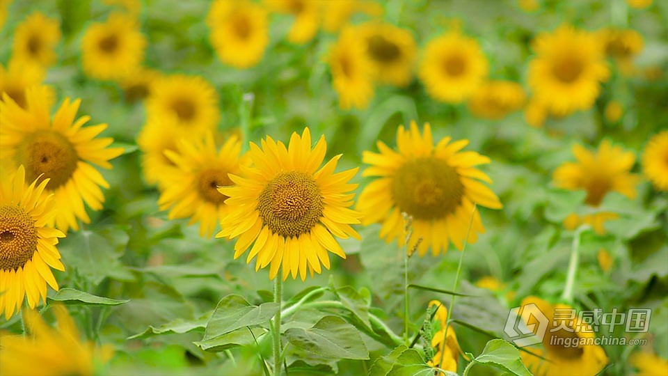实拍视频素材-唯美气氛夏季盛开的向日葵花朵植物实拍视频素材  灵感中国社区 www.lingganchina.com
