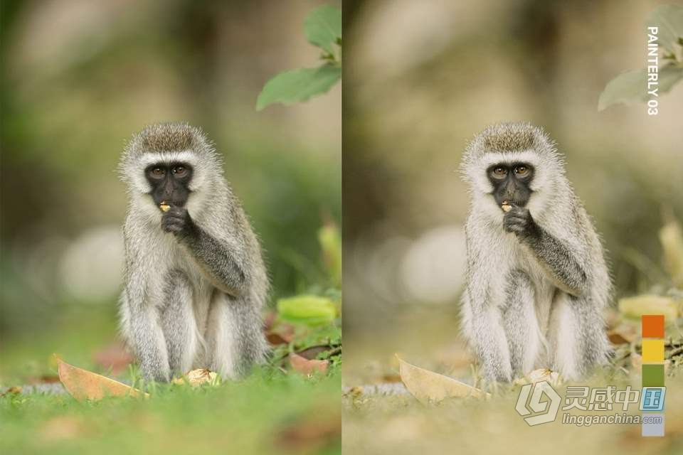 野生动物摄影后期Lightroom预设及电影短视频后期调色LUT预设  灵感中国网 www.lingganchina.com